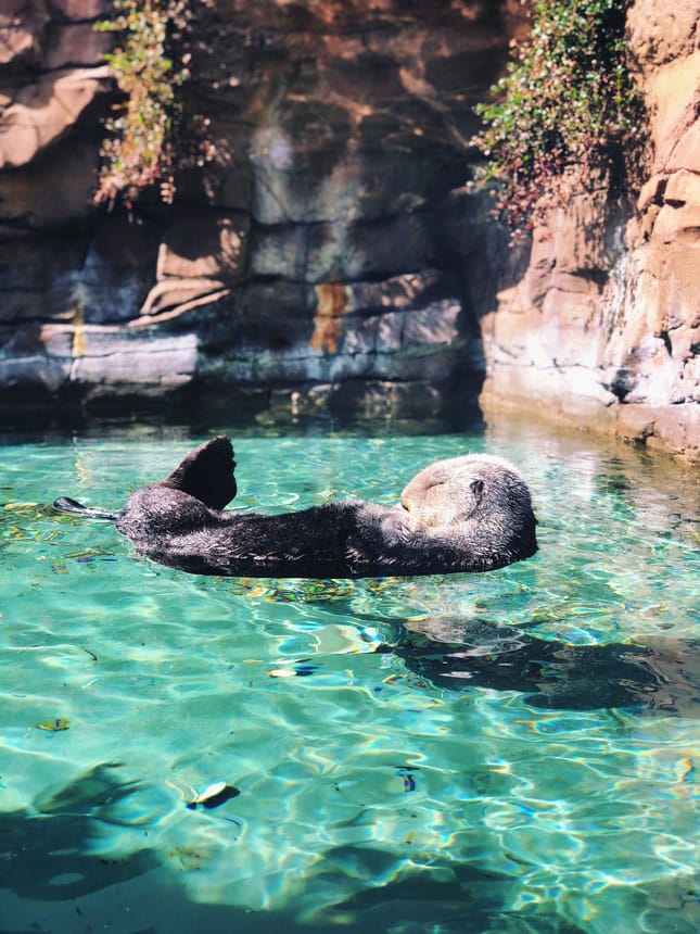 Sea Otter Seattle Aquarium