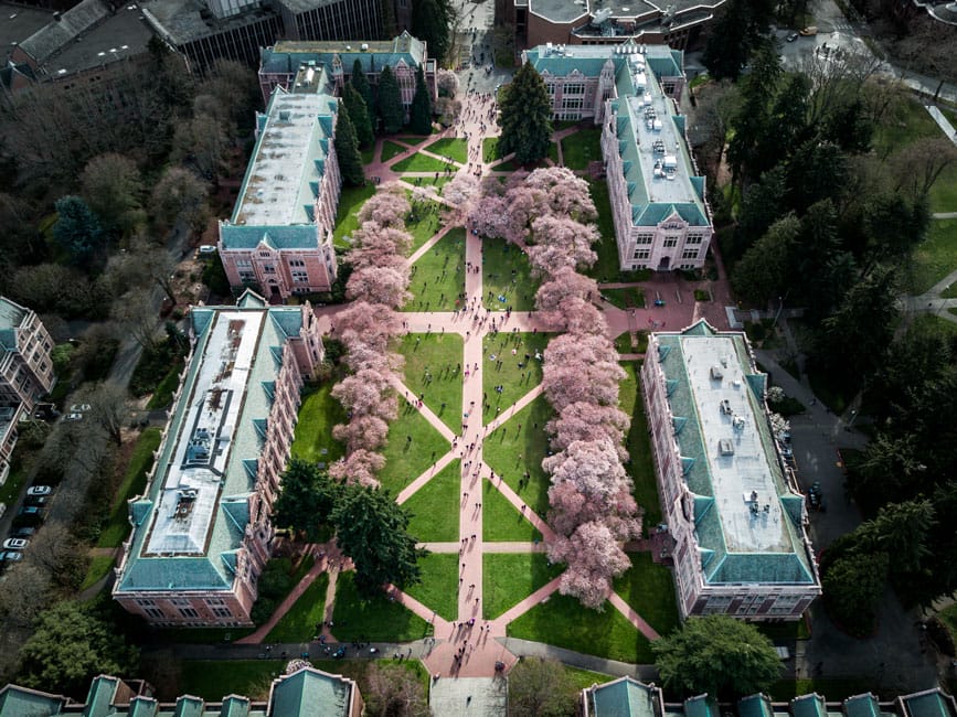 Cherry Blossoms at the University of Washington Quad Seattle • That