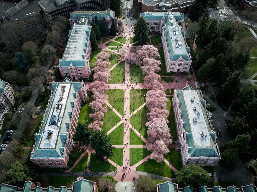 University of Washington Cherry Blossoms