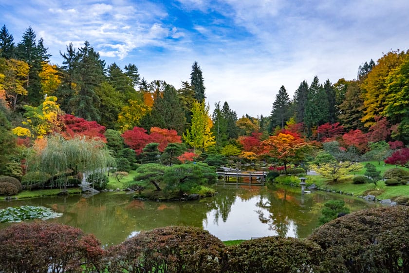 SEATTLE, WASHINGTON, USA - OCTOBER 22, 2017: Fall colors in Japanese Garden near Washington Park Arboretum