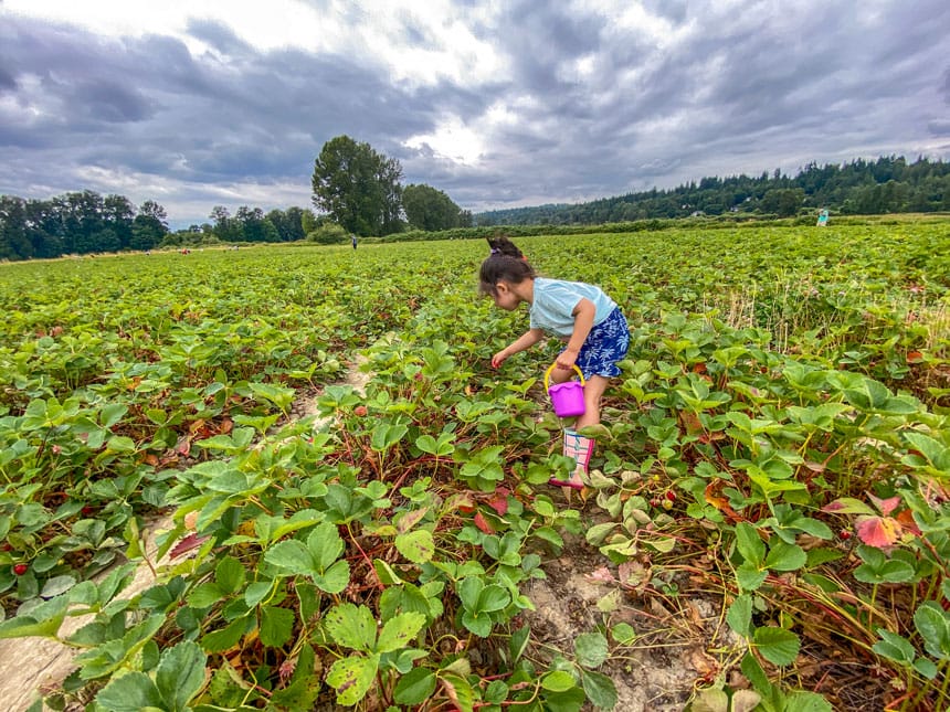 Harvold Berry Farm - UPick Strawberry Season with Toddler Picking Strawberries in the Field