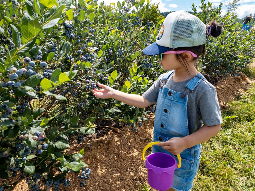 Henna Blueberry Farm Toddler Picking Blueberries