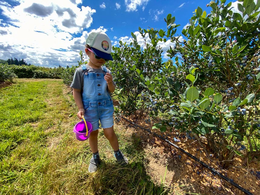 Henna Blueberry Farm (U Pick) • Carnation • That Sounds Awesome