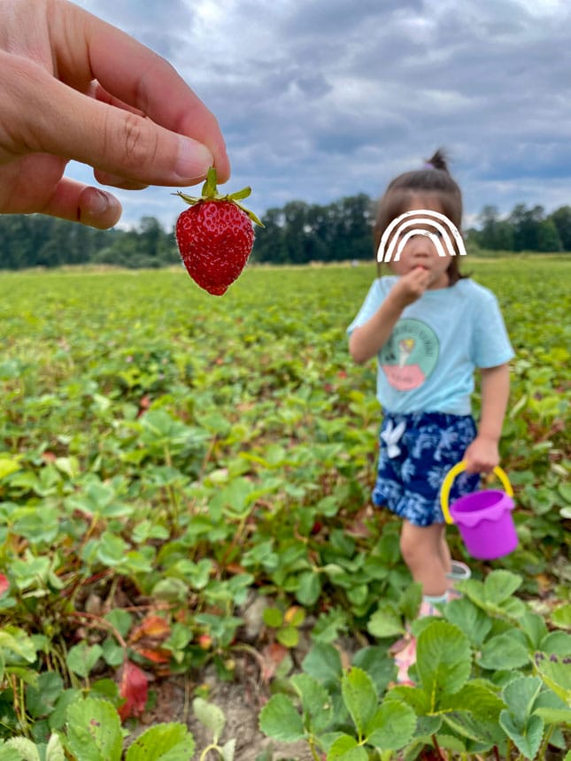 Harvold Berry Farm - UPick Strawberry Season with Toddler Tasting Her Freshly Picked Strawberries