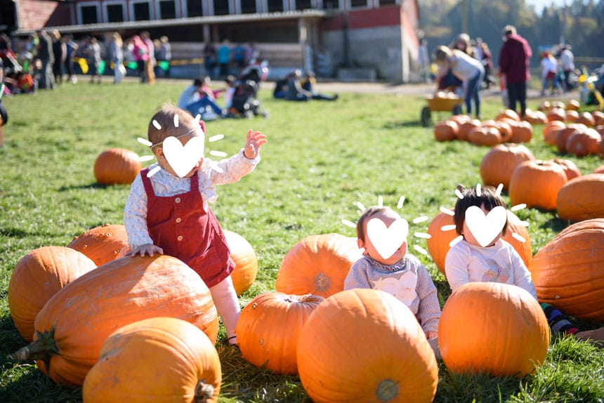 Bob's Corn & Pumpkin Farm Perfect Fall Photo Op For Kids