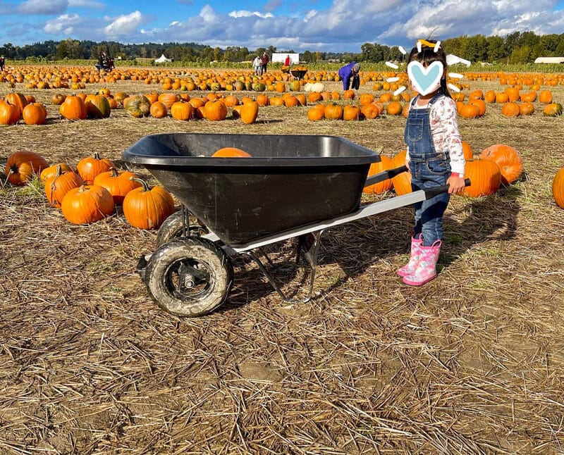 Stocker Farm u pick pumpkins young girl holding a wheel barrel