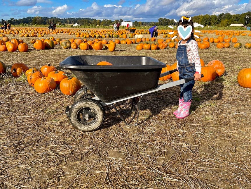 stevens pumpkin patch