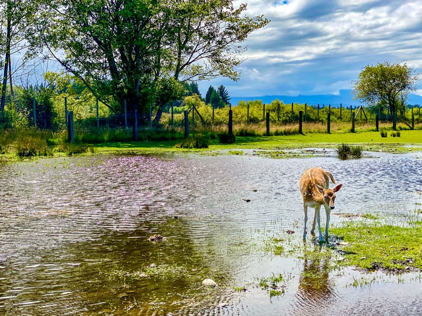 Olympic Game Farm Sequim Washington, a Deer Standing In The Water. An amazing drive through farm experience with kids, where kids can even feed the animals from the car