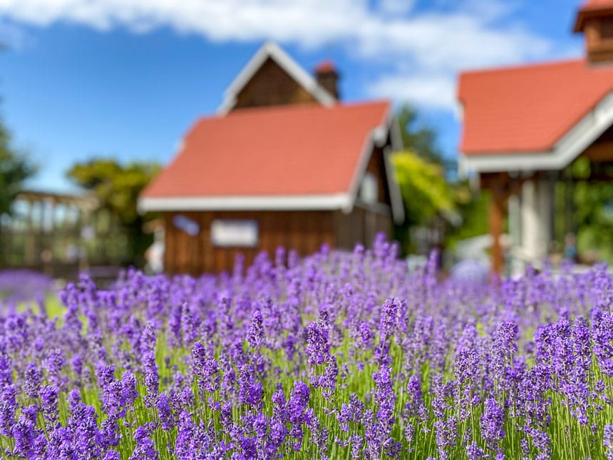 Purple Haze Organic Lavender Farm with Farm House in the blurry background