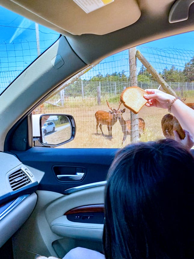 Olympic Game Farm Feeding Animals with Bread From Your Car Window