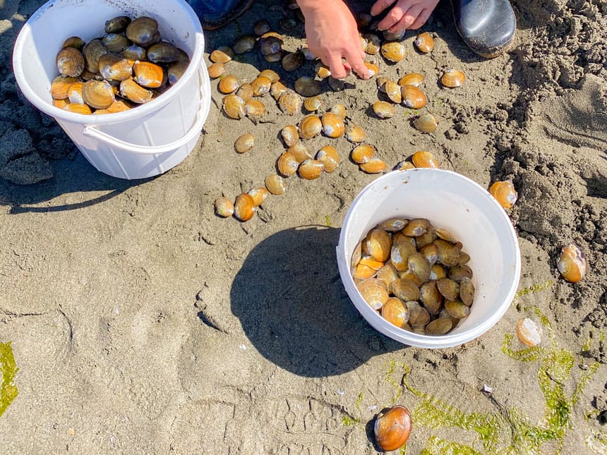 Clamming season at Dash Point State Park, a bucket full of clams