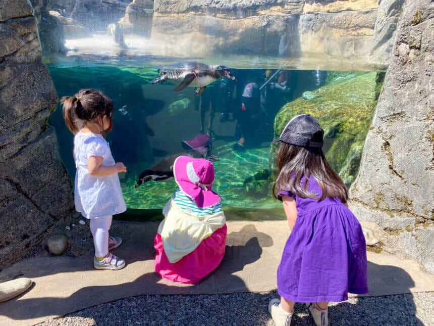 Three toddler girls watching the penguins at Woodland Park Zoo