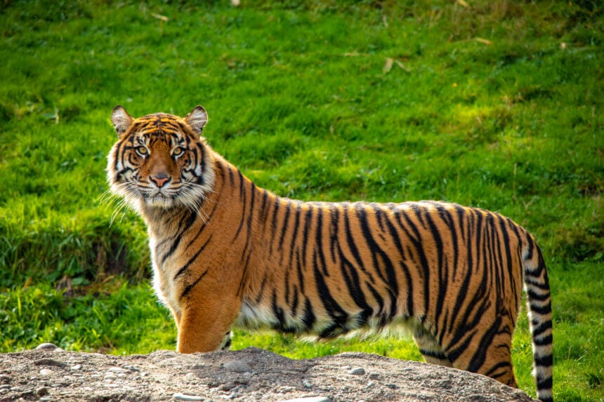 A tiger poses for the camera at the Point Defiance Zoo in Washington.