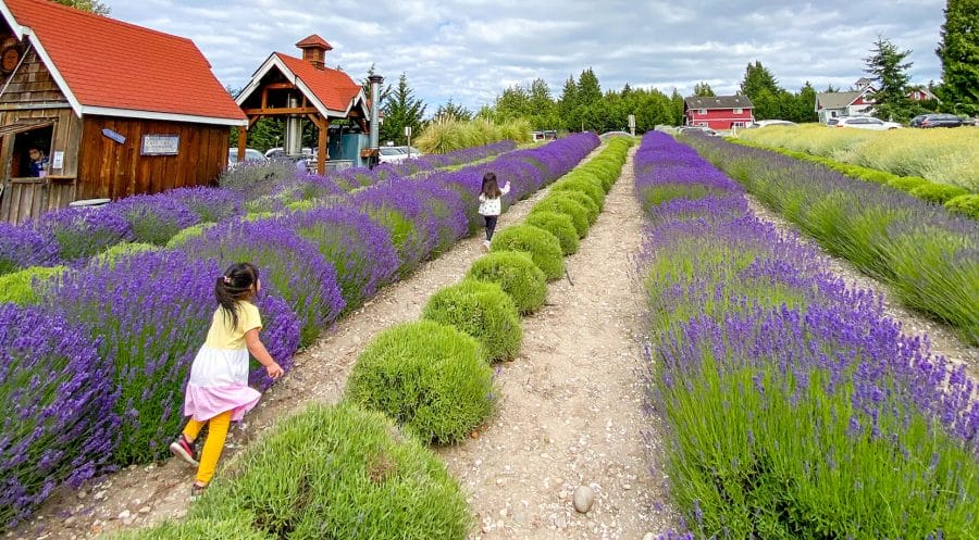 Kid friendly summer activity. Exploring the lavender farm at Purple Haze Lavender in Sequim Washington