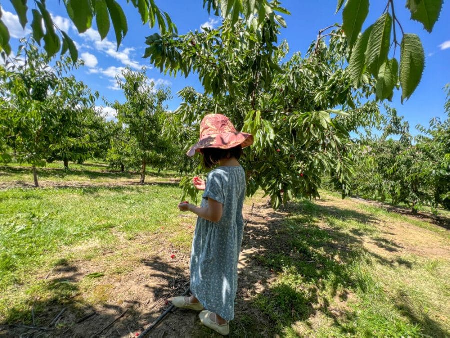 Toddler girl looking at her freshly picked Rainier cherry at Barrett Orchards in Yakima, Washington