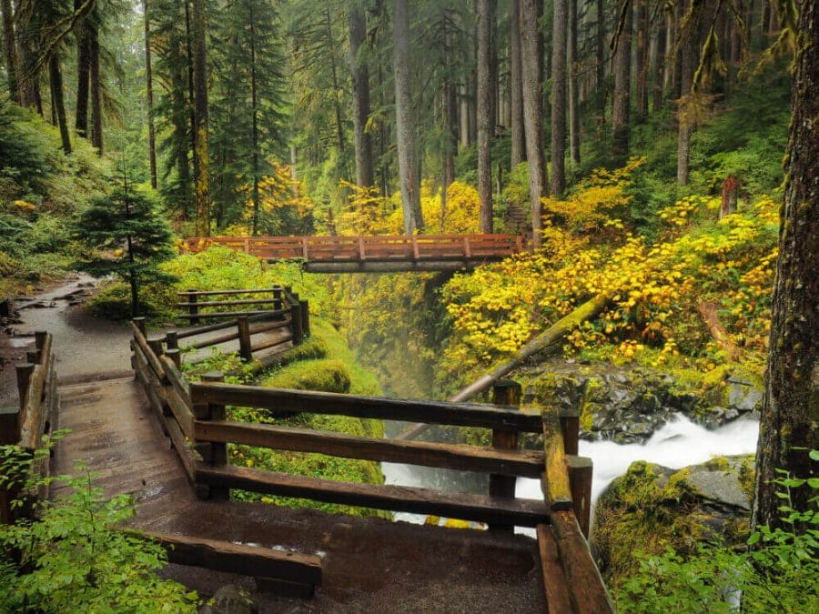 Hoh Rain Forest In Olympic National Park Washington Treking on a Hike with beautiful wooden bridges and rivers