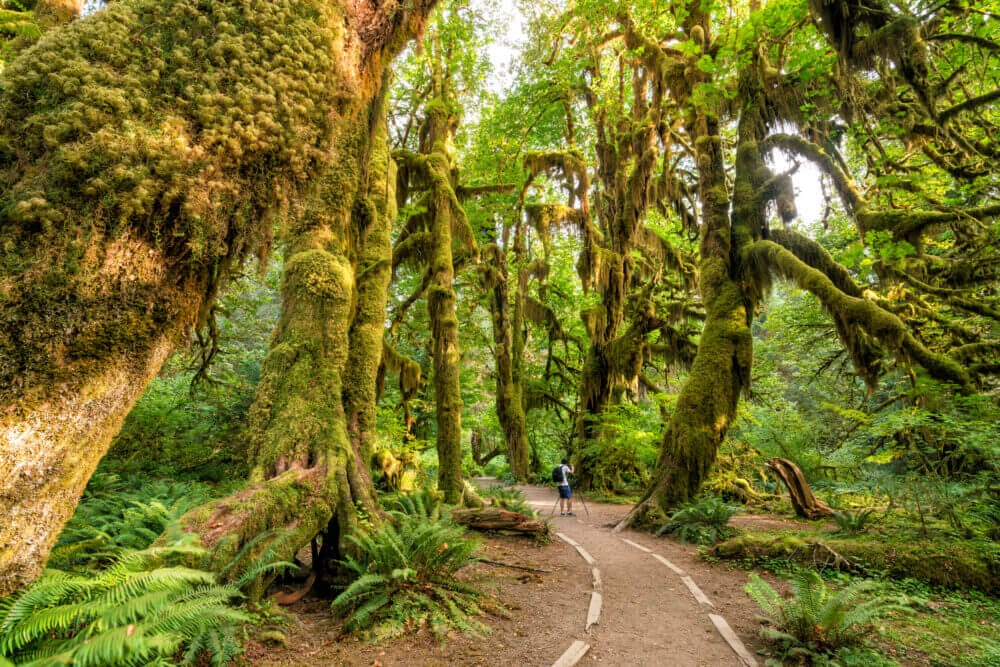 Hoh Rain Forest Visitor Center • Forks • That Sounds Awesome