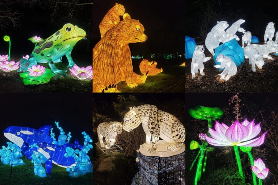 WildLanterns Life Sized Holiday Lights Animals at Woodland Park Zoo Seattle