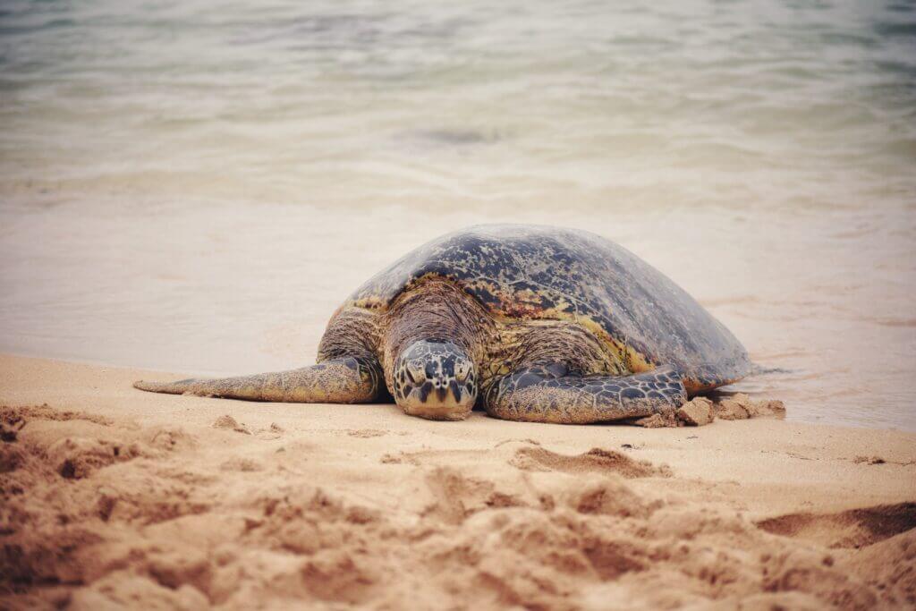 Hawaiian sea turtle sitting on the sand at a the famous Sunset Beach on Oahu, located on the North Shore of Oahu.