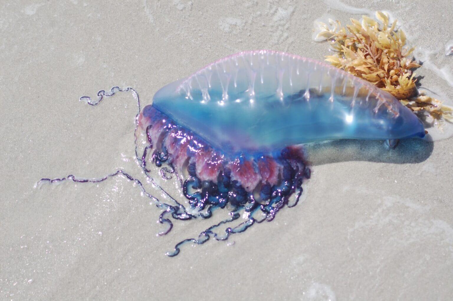 What a Portuguese Man O'war look like in Hawaii