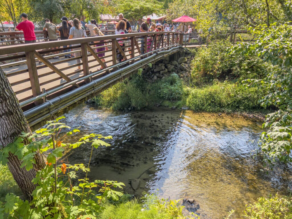 One of the best spots for salmon viewing at the Issaquah Salmon Hatchery: The Bridge. Overlooking Issaquah Creek, it’s a fantastic spot to watch the natural salmon migration.