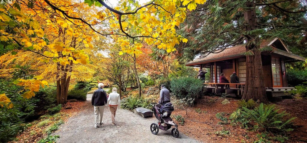 Bellevue Botanical Garden fall view of the Japanese house and yellow fall color leaves in Bellevue Washington