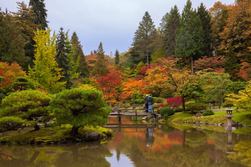A couple admires the beautiful, vibrant autumn colors at Seattle Japanese Garden