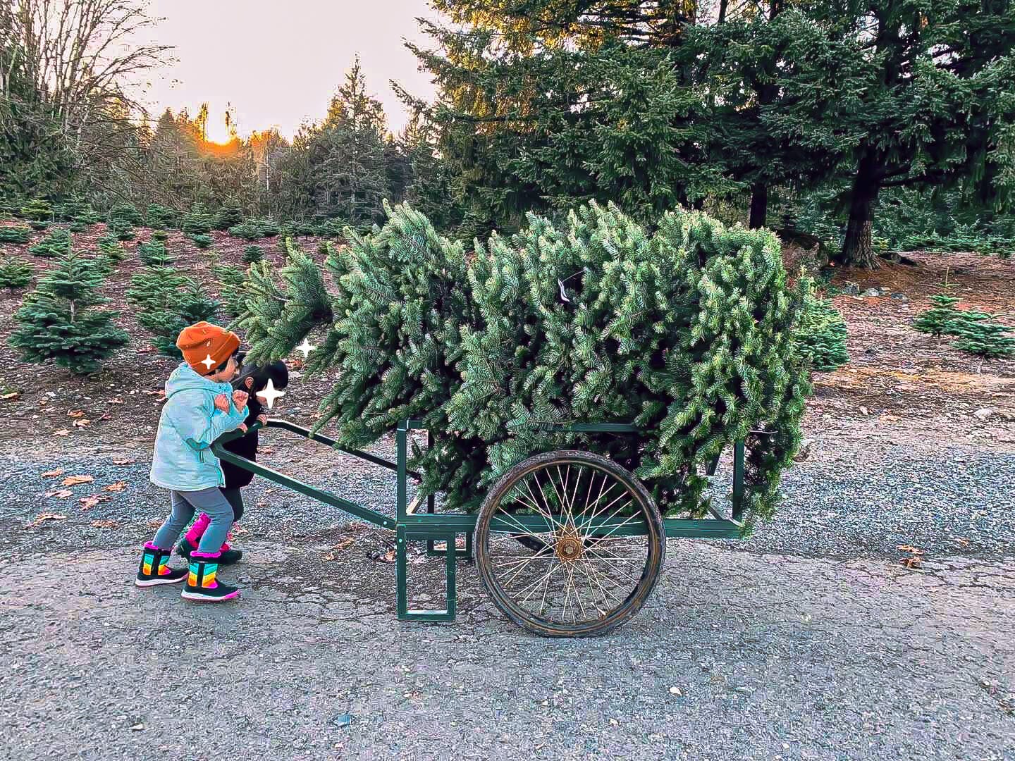 Trinity Tree Farm offers a magical U-Cut Christmas tree experience, where families can create lasting holiday memories. Two young kids joyfully wheel a freshly cut Christmas tree in a wheelbarrow, surrounded by rows of beautiful evergreens. This family-friendly farm provides a festive atmosphere with holiday decorations, hot cocoa, and fun activities, making it the perfect destination for selecting the perfect tree.