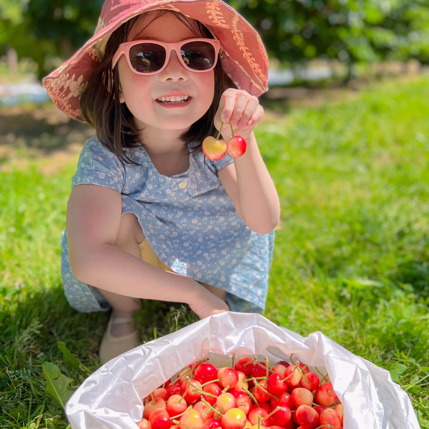 Toddler girl happily holding her bag of freshly picked Rainier cherries from her cherry u-pick experience at Barrett Farms Washington Fruit Place in Yakima, Washington.