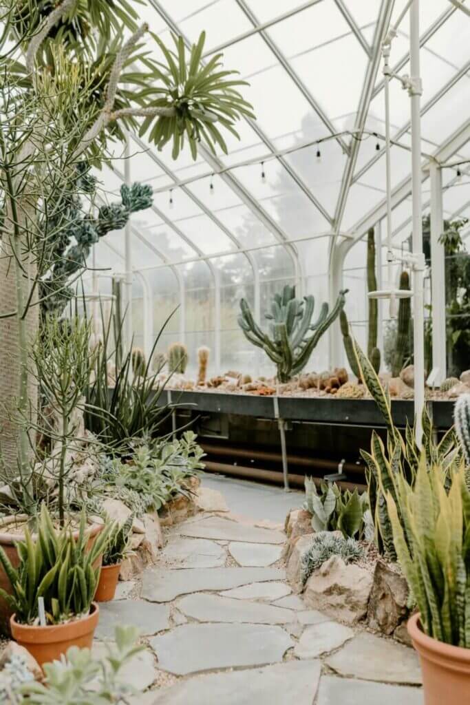 Inside the Volunteer Park Conservatory in Seattle, visitors can explore unique plant exhibits, including a captivating cactus room filled with a variety of desert plants, succulents, and spiky specimens. A fun and educational stop for families and plant lovers alike.