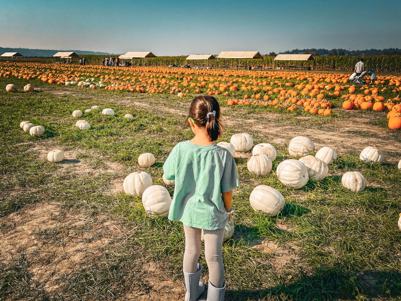 Little girl looking at the pumpkin patch at Stocker Farms during their fall festival, a fun fall activity for kids in Seattle.