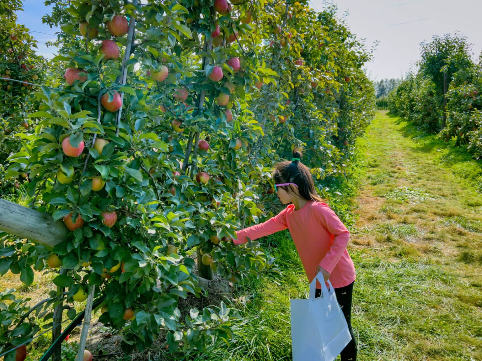 Little girl picking apples during the fall festival at the u-pick apple farm at Swans Trail Farm, a kid-friendly fall activity.