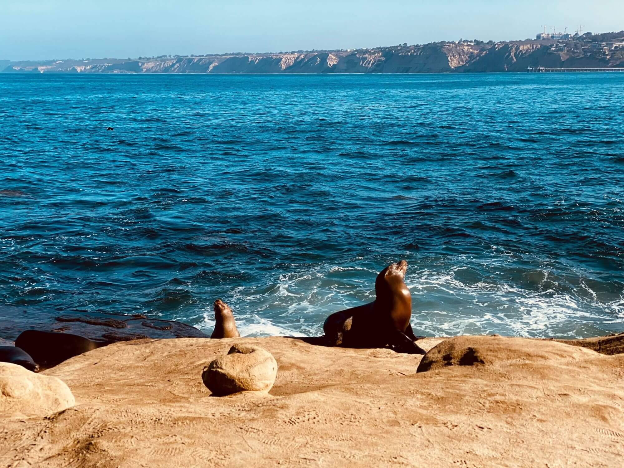 A close-up photograph of a harbor seal resting on the rocky shoreline of La Jolla Cove in San Diego, California.