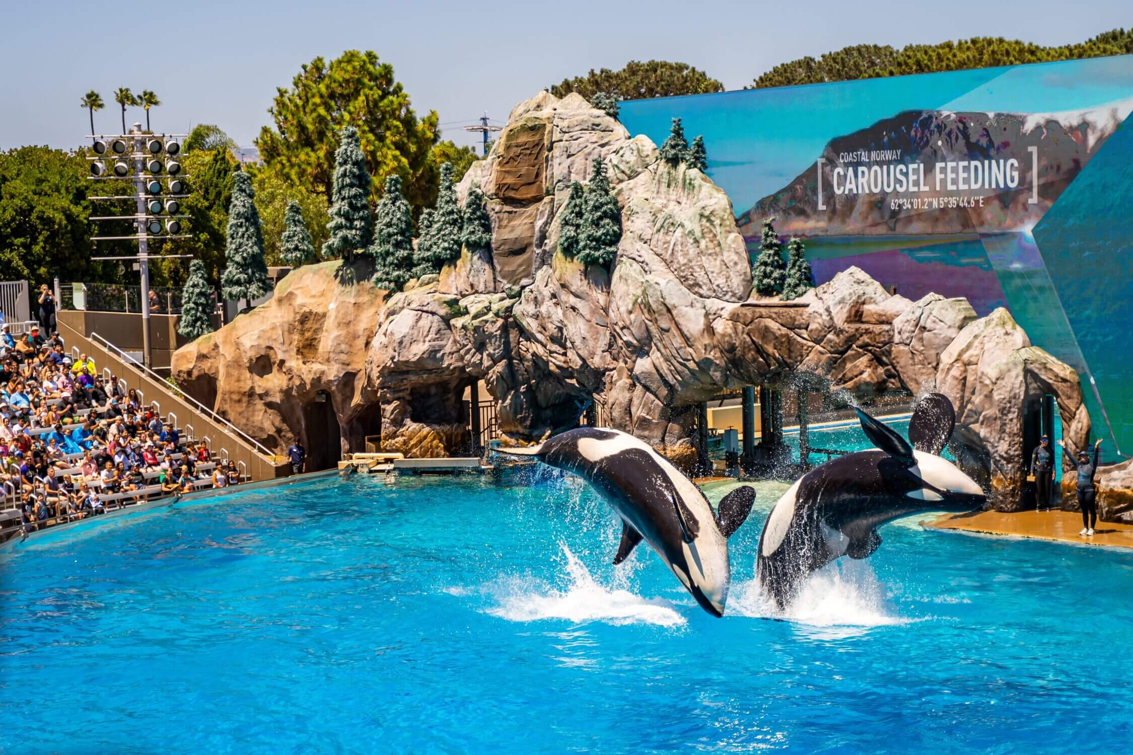 An orca jumping out of the water during the Killer Whale Show at SeaWorld San Diego. This exciting marine life attraction offers families a chance to see orcas up close, learn about their behaviors, and enjoy an educational and entertaining experience.