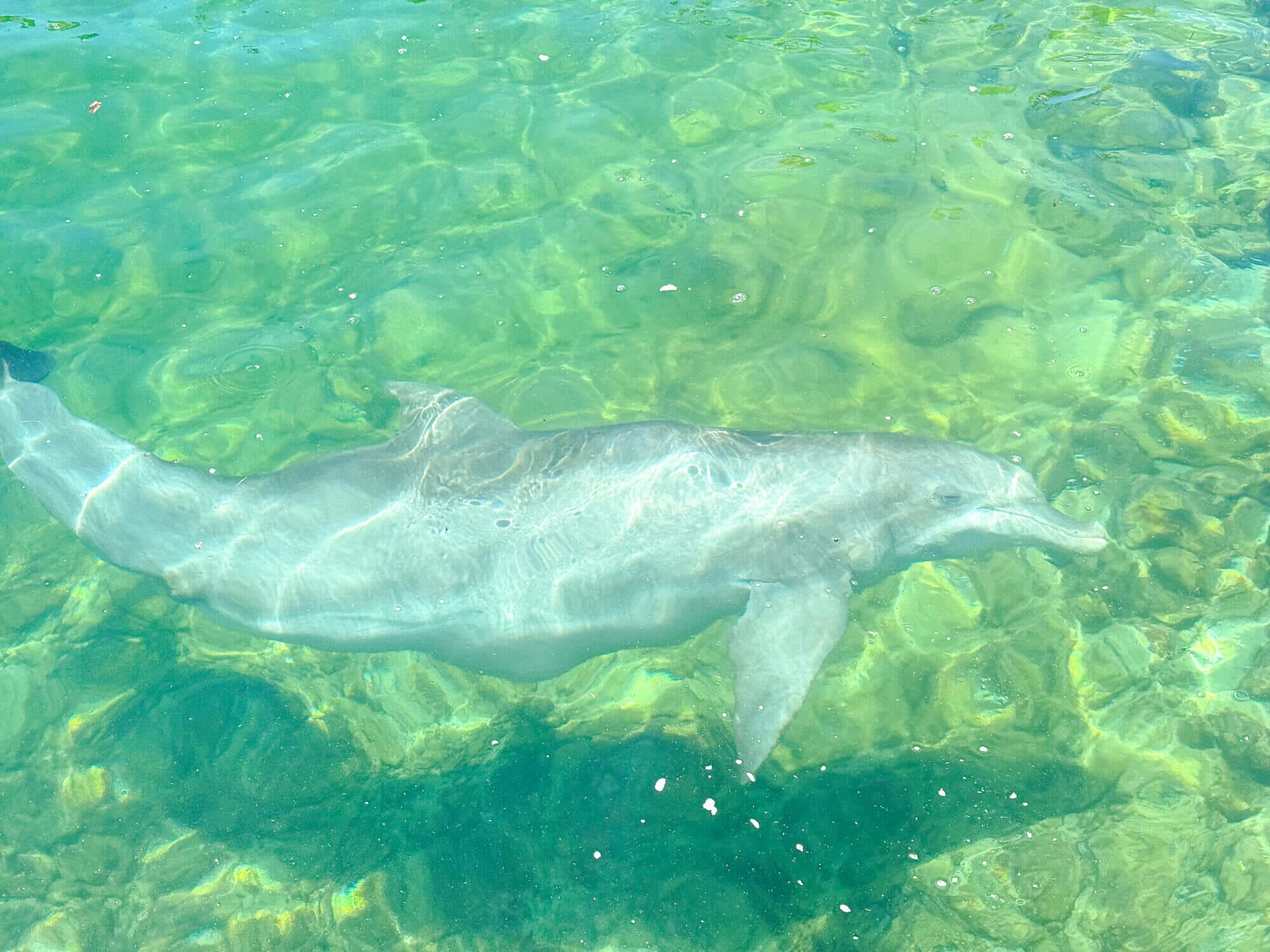 Close-up of a dolphin swimming near the edge of the lagoon at Hilton Waikoloa Village on the Big Island. As part of the Dolphin Quest program, these dolphins can often be seen up close by visitors walking through the resort. Our kids loved watching them play and swim, making this a fun and free activity for families exploring the Kona side of the island—even if you’re not staying at the hotel.