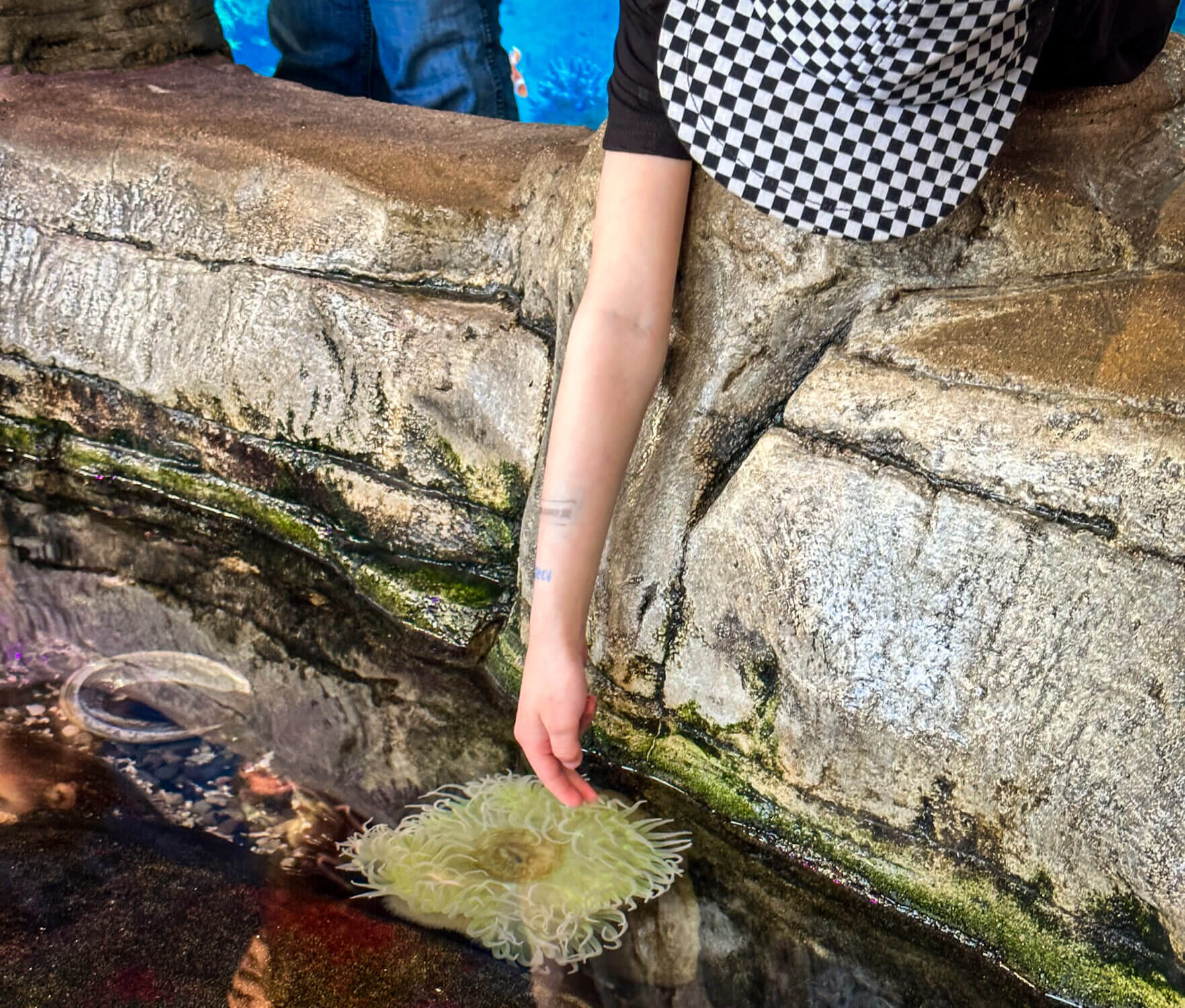 A young boy reaches down into a touch pool at the LEGOLAND California SEA LIFE Aquarium, gently exploring a sea anemone. These interactive exhibits allow kids to learn through hands-on experiences with marine life like sea stars and anemones, making the aquarium a fun and educational stop for families.