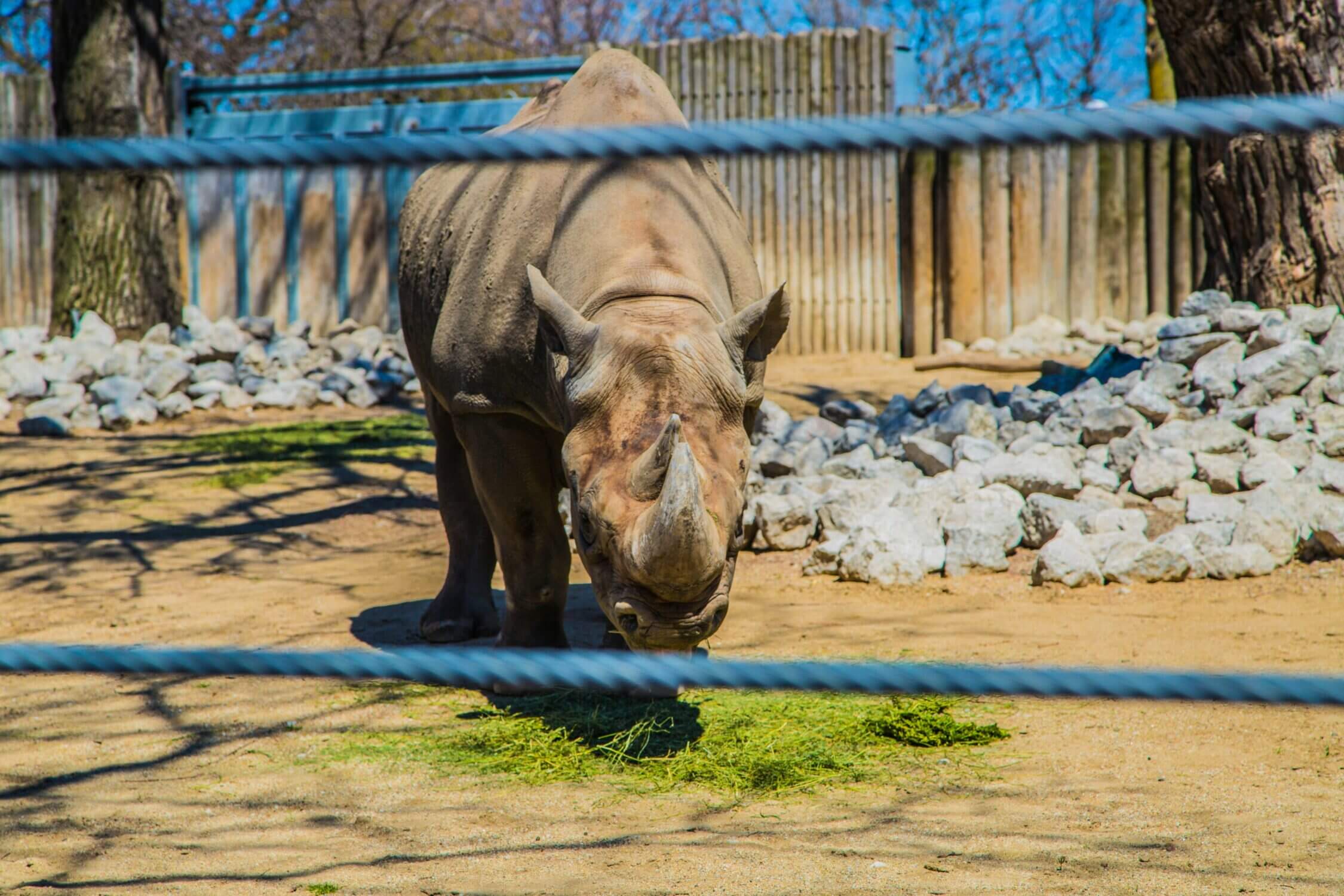 Close-up image of a rhinoceros at Lincoln Park Zoo in Chicago, one of the best free things to do with kids when visiting the city. This family-friendly zoo offers amazing up-close animal encounters just minutes from downtown.