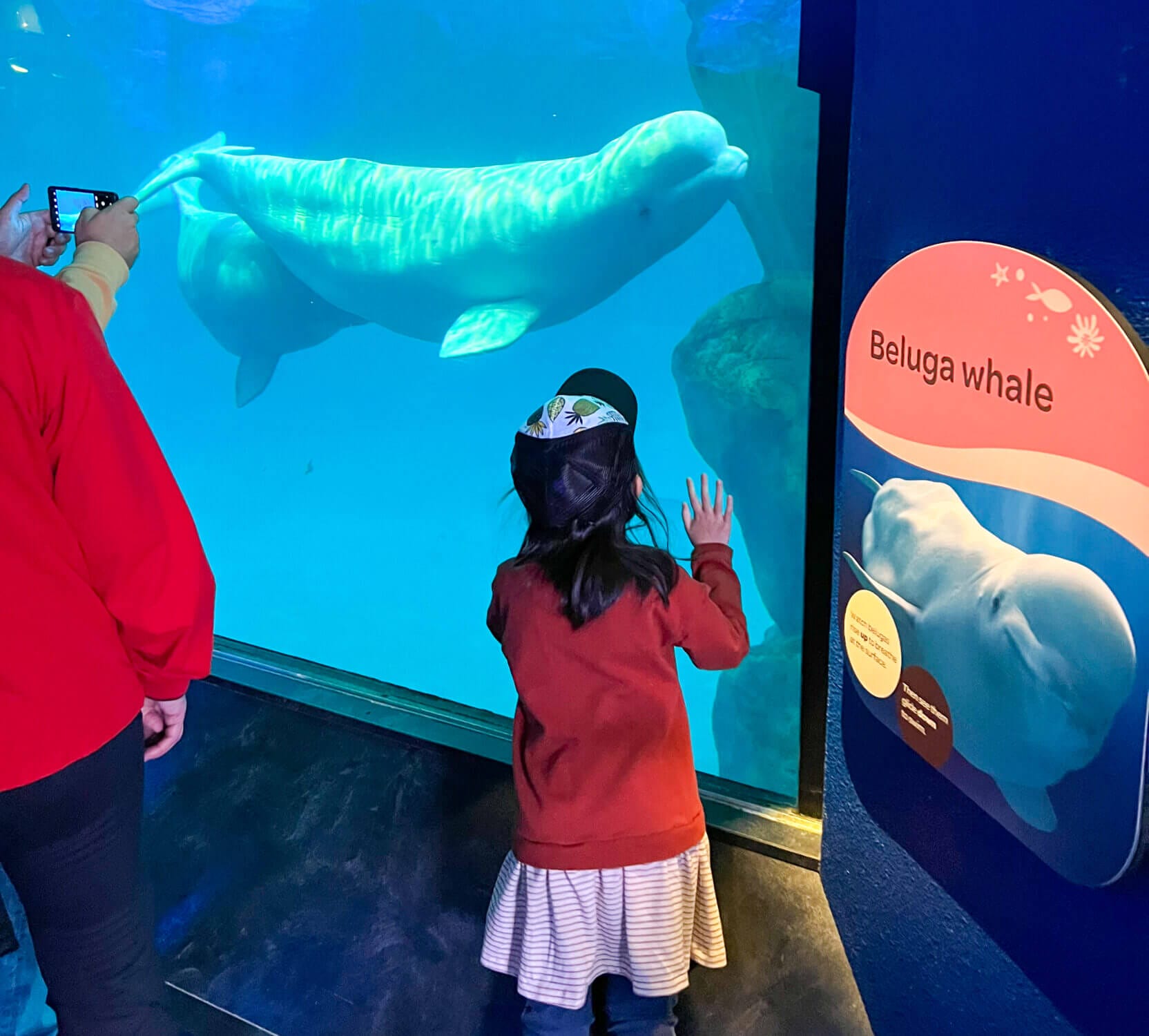 Toddler girl looking in awe at a beluga whale through the large viewing window at Shedd Aquarium in Chicago. A magical highlight of her visit—seeing a beluga whale in real life after only reading about them in books.
