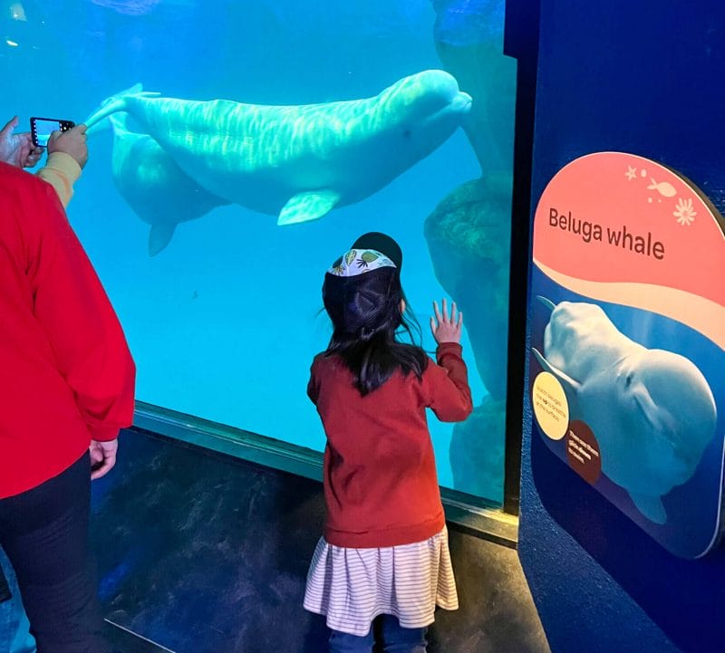 Toddler girl looking in awe at a beluga whale through the large viewing window at Shedd Aquarium in Chicago. A magical highlight of her visit—seeing a beluga whale in real life after only reading about them in books.